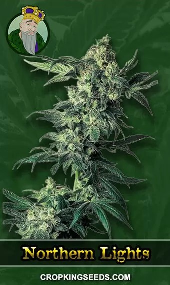 Northern Lights Strain Regular Marijuana Seeds