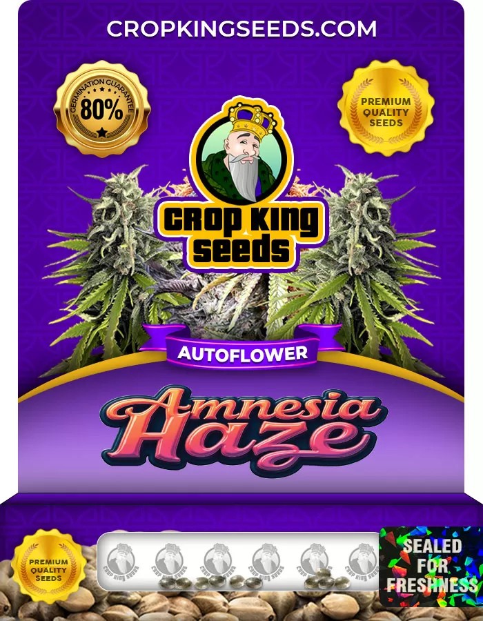 Amnesia Haze Autoflowering Marijuana Seeds