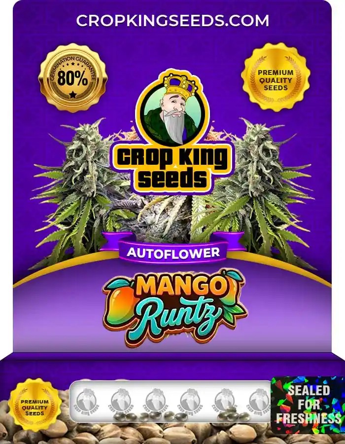 Mango Runtz Autoflower Seeds
