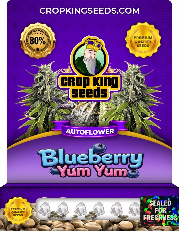 Blueberry Yum Yum Autoflowering Marijuana Seeds