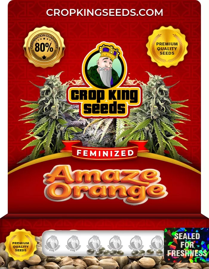 Amaze Orange Feminized Marijuana Seeds