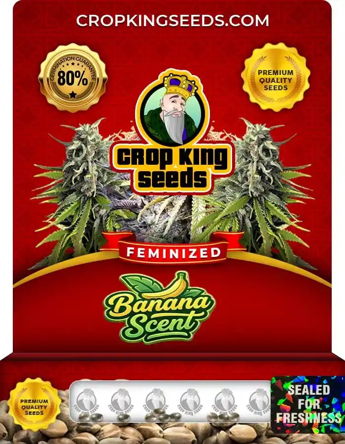 Banana Scent Strain Feminized Seeds