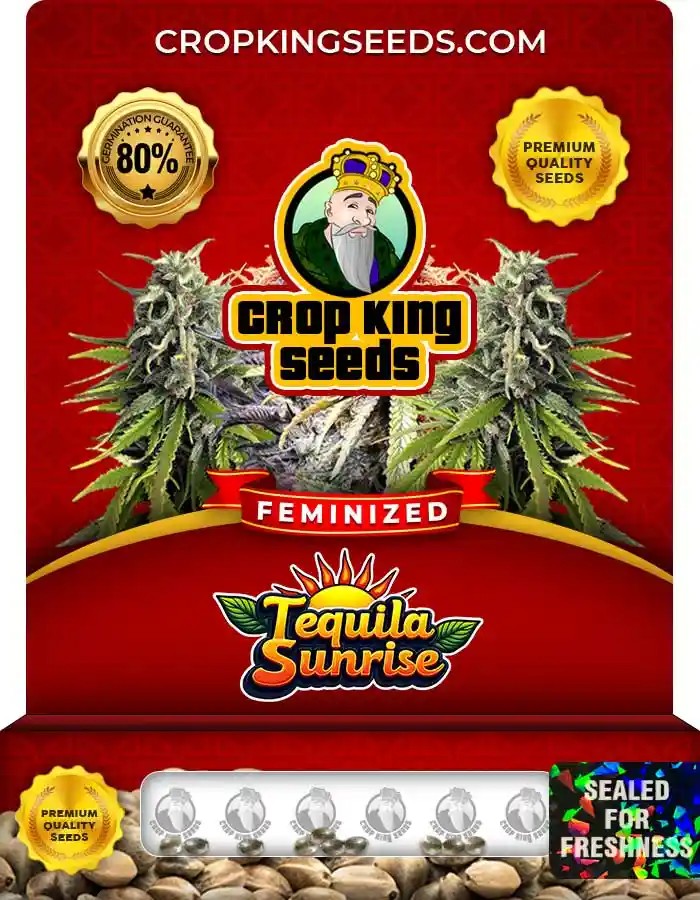 Tequila Sunrise Strain Feminized Marijuana Seeds
