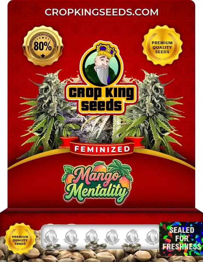Mango Mentality Strain Feminized Marijuana Seeds