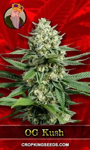 OG Kush Feminized Fast Version Marijuana Seeds