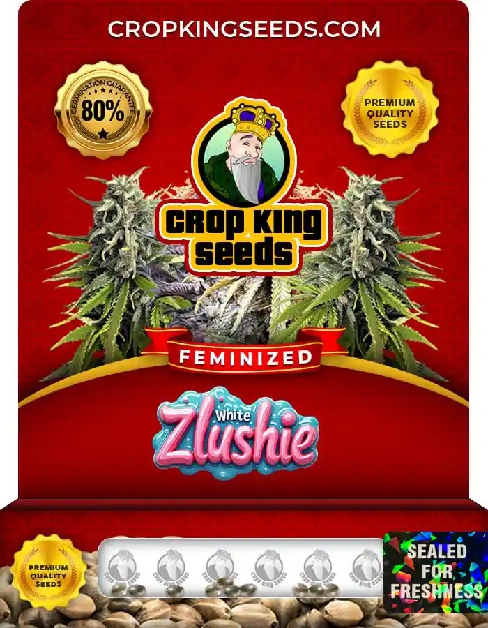 White Zlushie Strain Feminized Marijuana Seeds