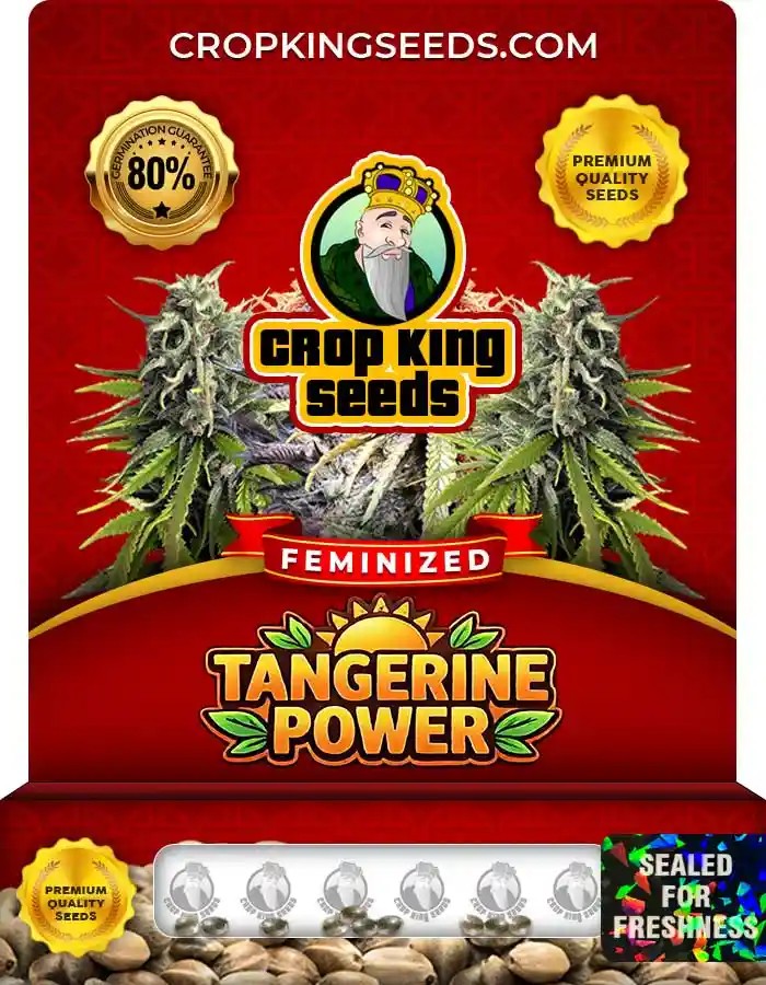 Tangerine Power Strain Feminized Seeds