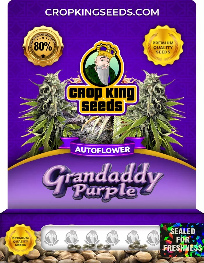 Grandaddy Purple Autoflower Marijuana Seeds