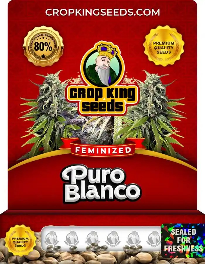 Puro Blanco Feminized Seeds