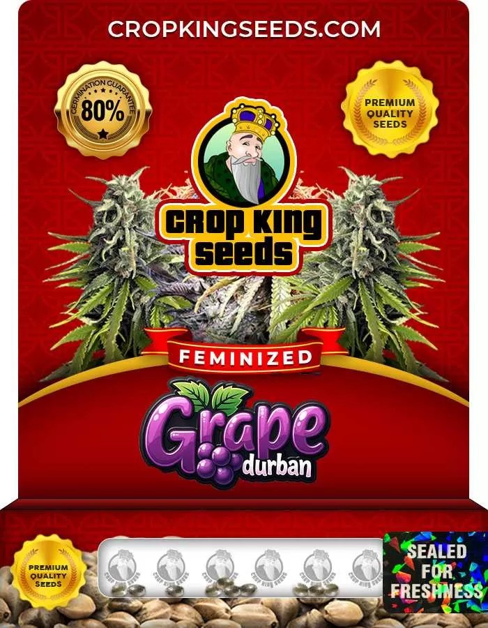 Grape Durban Feminized Seeds