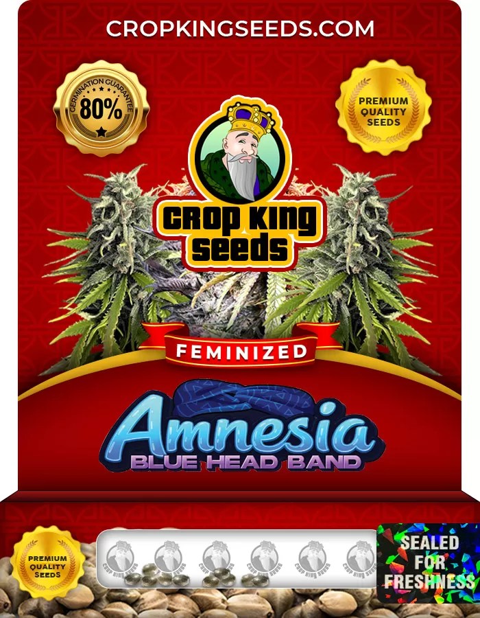 Amnesia Blue Head Band Feminized Marijuana Seeds