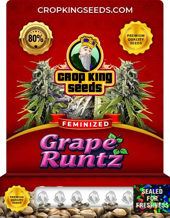 Grape Runtz Strain Feminized Marijuana Seeds