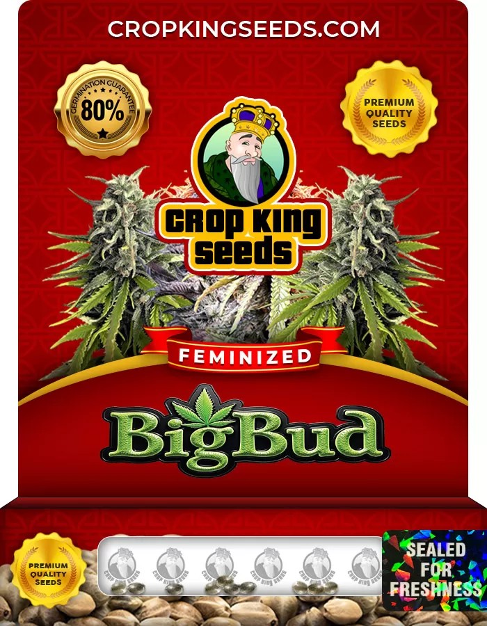 Big Bud Feminized Marijuana Seeds