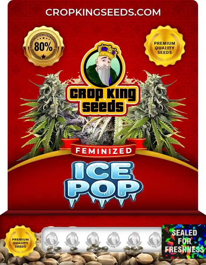 Ice Pop Strain Feminized Marijuana Seeds