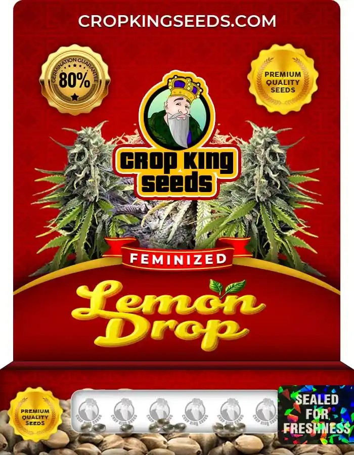 Lemon Drop Strain Feminized Marijuana Seeds