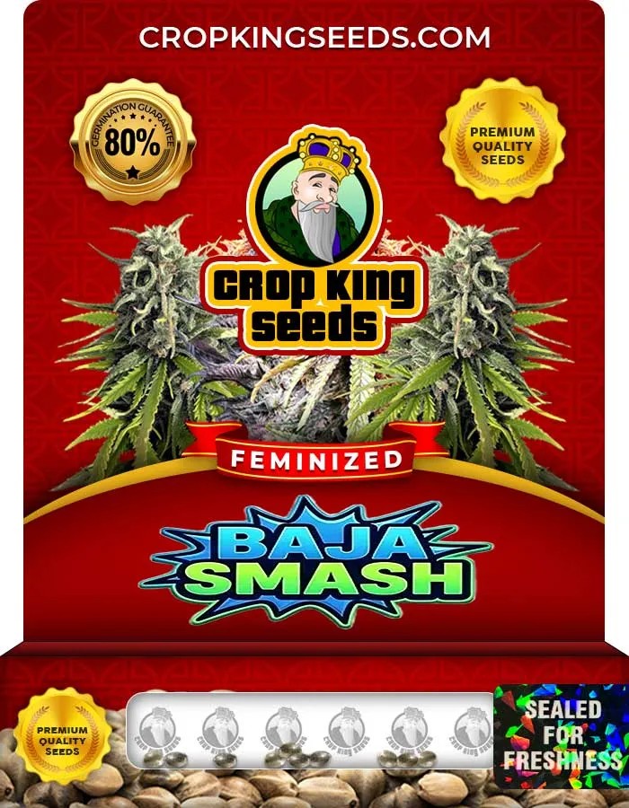 Baja Smash Strain Feminized Seeds