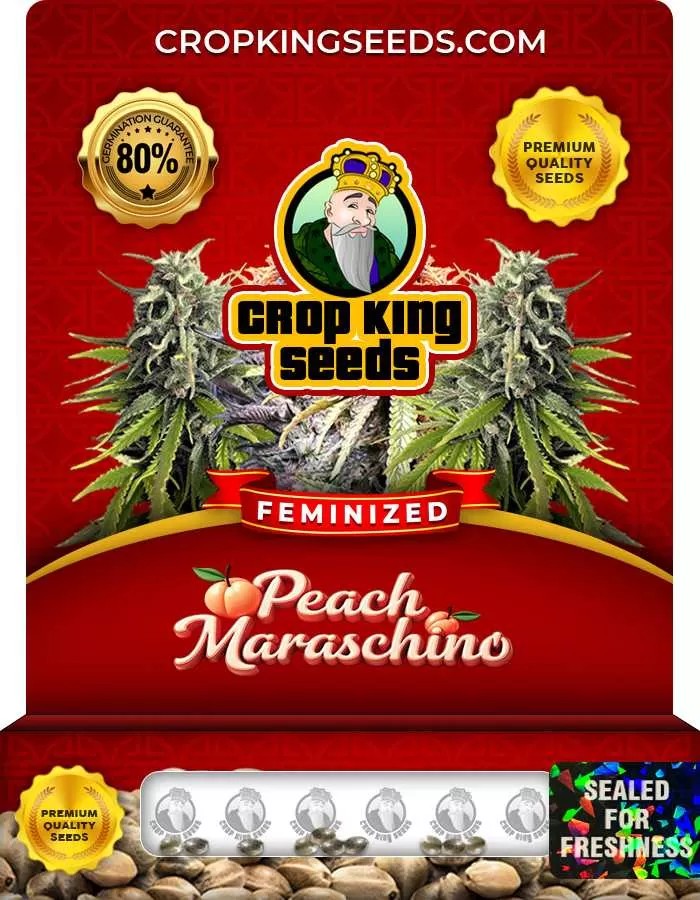 Peach Maraschino Strain Feminized Marijuana Seeds