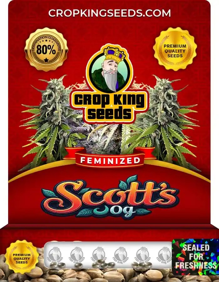 Scotts OG Strain Feminized Marijuana Seeds