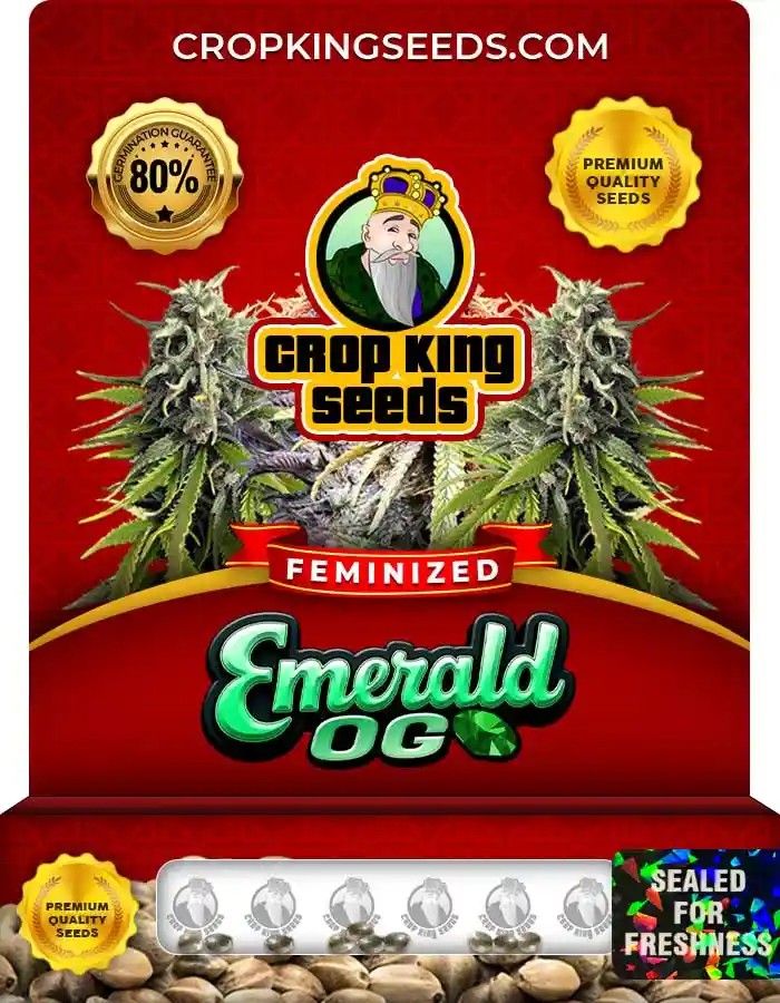 Emerald OG Strain Feminized Marijuana Seeds