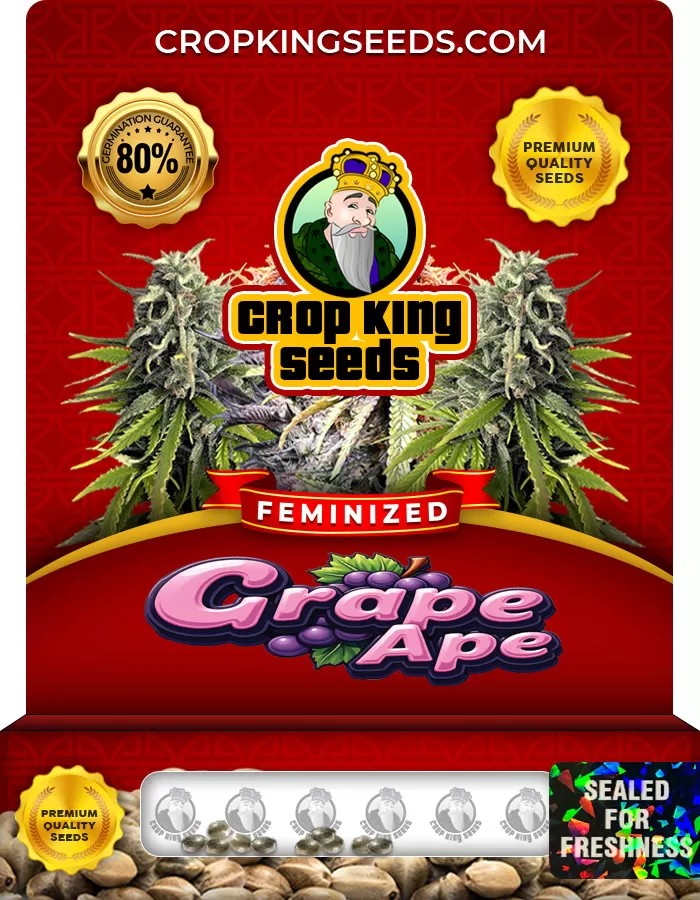 Grape Ape Feminized Marijuana Seeds