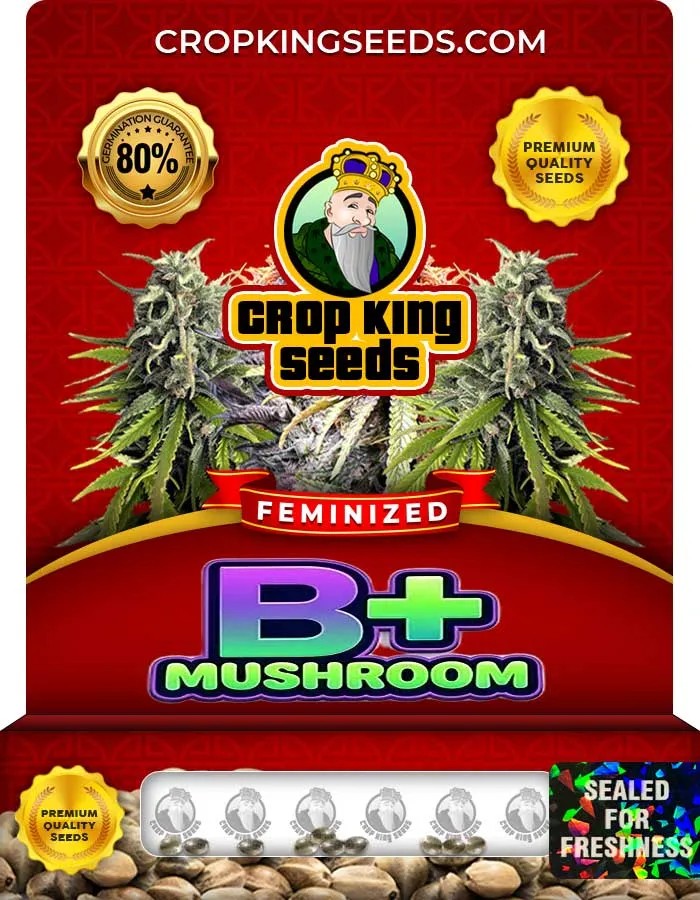B+ Mushroom Strain Feminized Seeds
