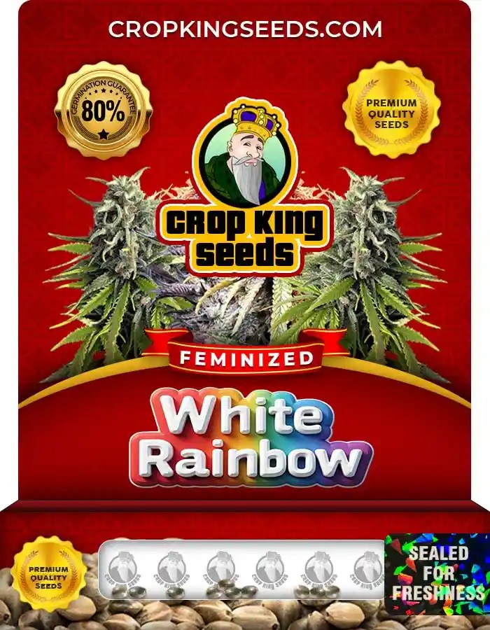 White Rainbow Strain Feminized Marijuana Seeds