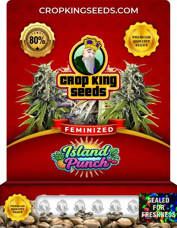 Island Punch Feminized Seeds
