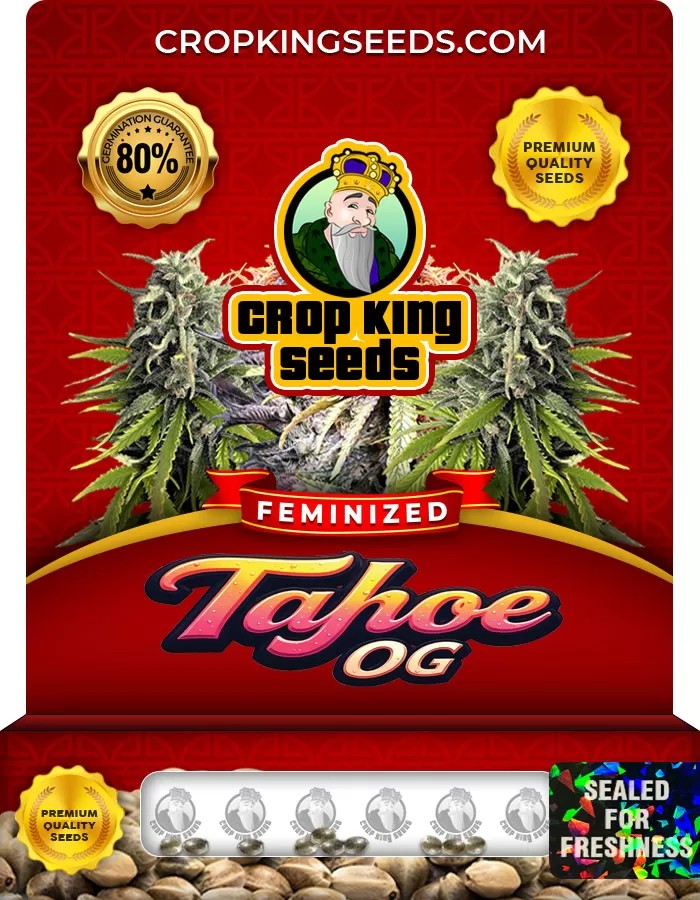 Tahoe OG Feminized Marijuana Seeds