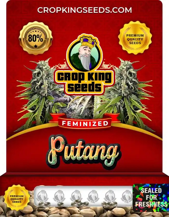 Putang Feminized Seeds