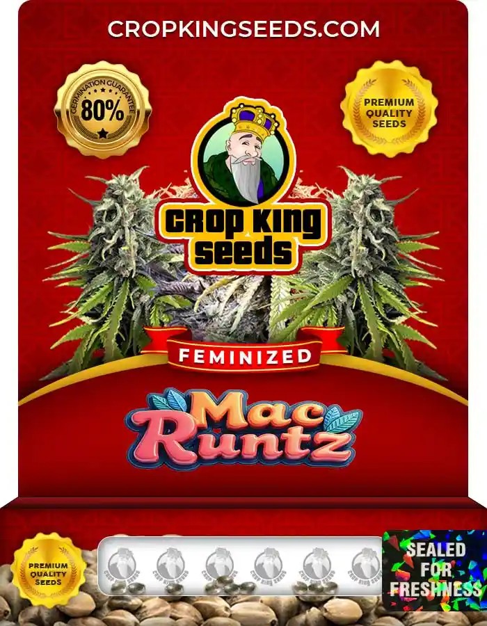 Mac Runtz Strain Feminized Marijuana Seeds