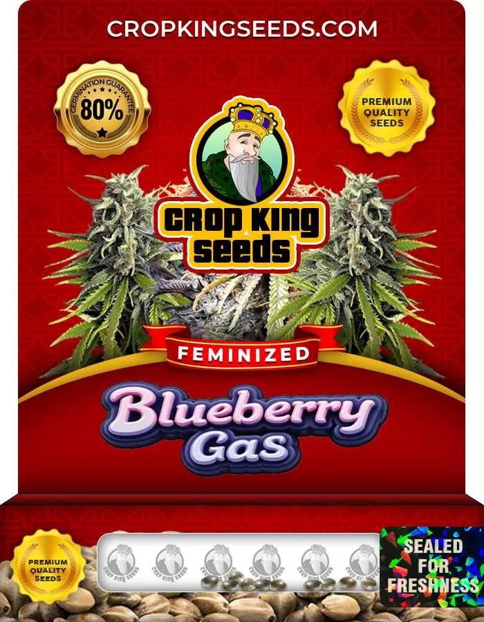 Blueberry Gas Feminized Seeds
