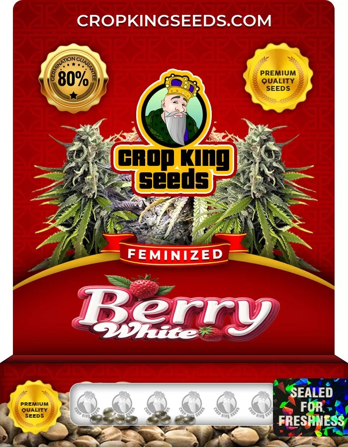 Berry White Feminized Marijuana Seeds