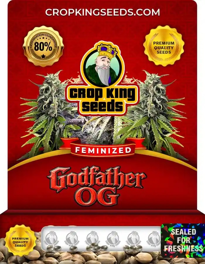Godfather OG Strain Feminized Marijuana Seeds