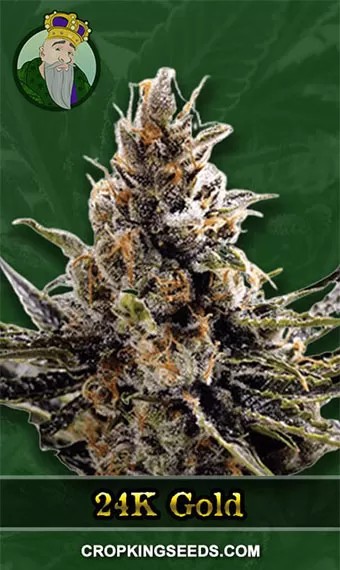 24K Gold Strain Regular Marijuana Seeds