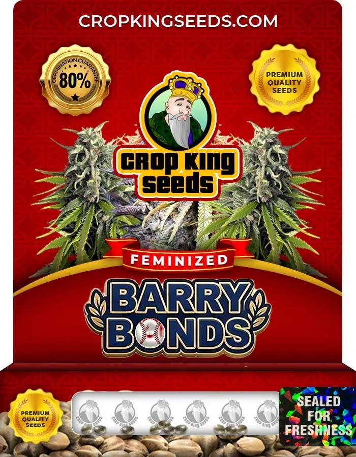 Barry Bonds Strain Feminized Seeds