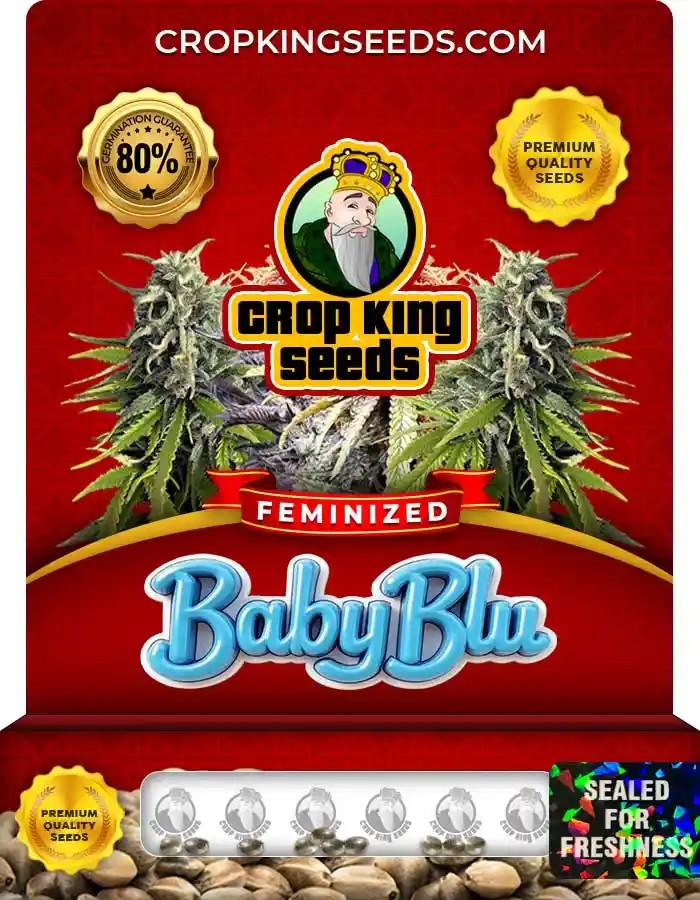 Baby Blu Feminized Seeds
