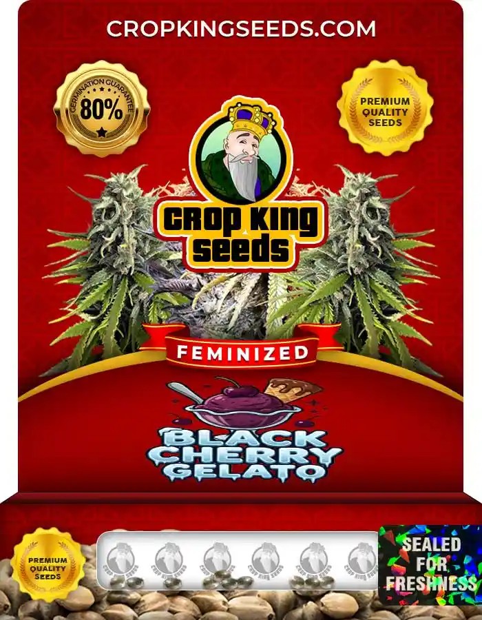 Black Cherry Gelato Strain Feminized Marijuana Seeds