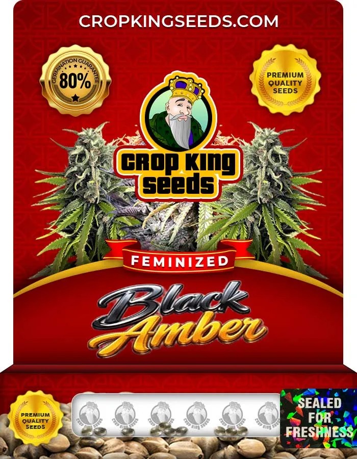 Black Amber Strain Feminized Seeds