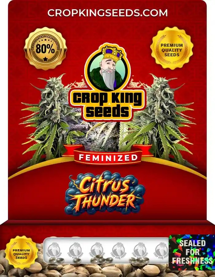 Citrus Thunder Strain Feminized Seeds