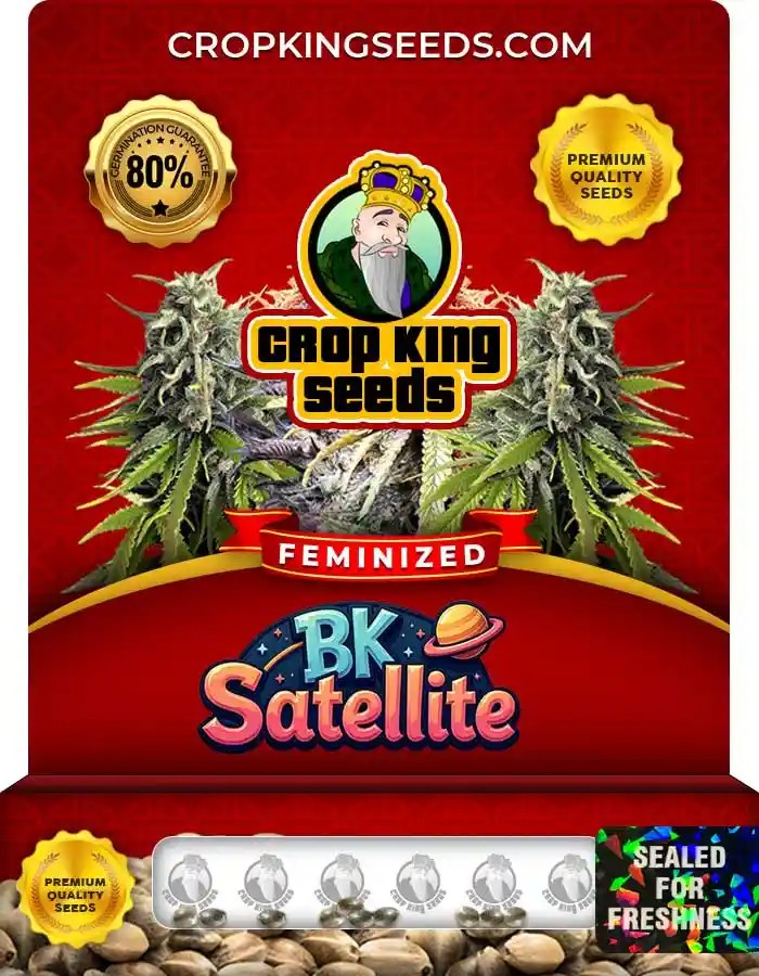 BK Satellite Strain Feminized Marijuana Seeds