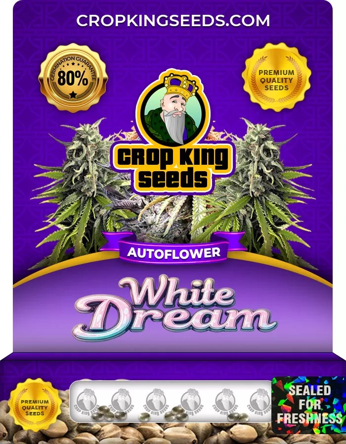 White Dream Autoflower Marijuana Seeds