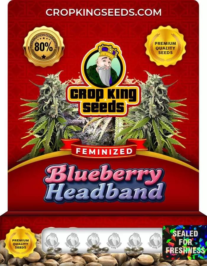 Blueberry Headband Strain Feminized Marijuana Seeds