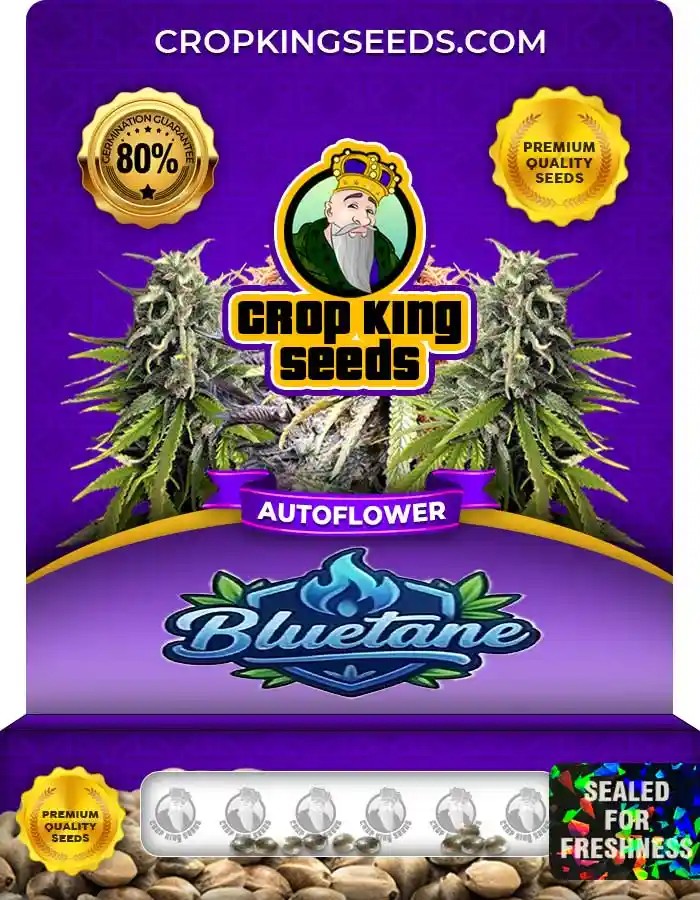 Bluetane Autoflower Seeds