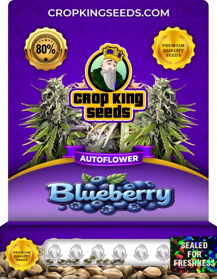 Blueberry Autoflowering Marijuana Seeds