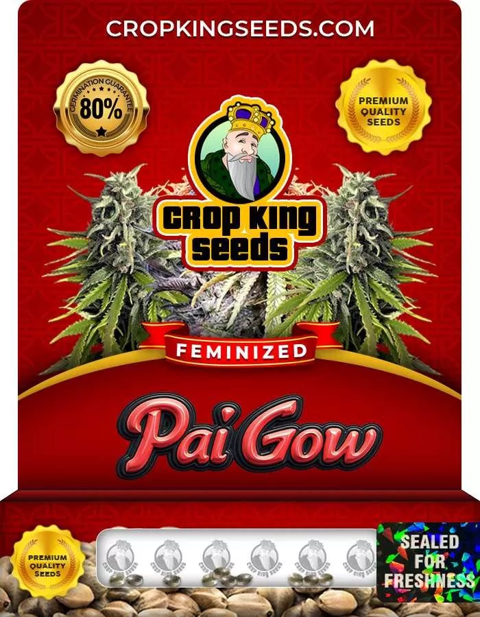 Pai Gow Strain Feminized Marijuana Seeds