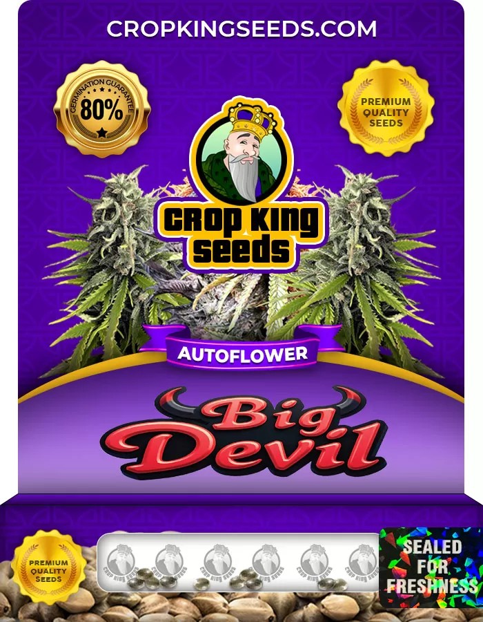 Big Devil Autoflower Marijuana Seeds