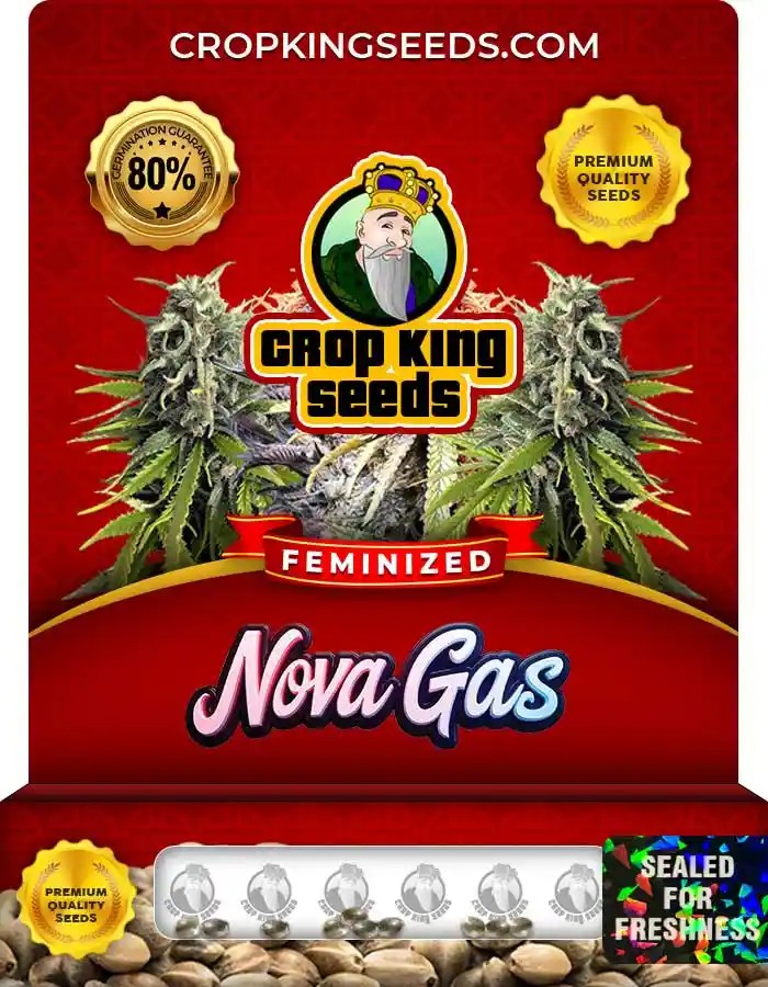 Nova Gas Strain Feminized Marijuana Seeds