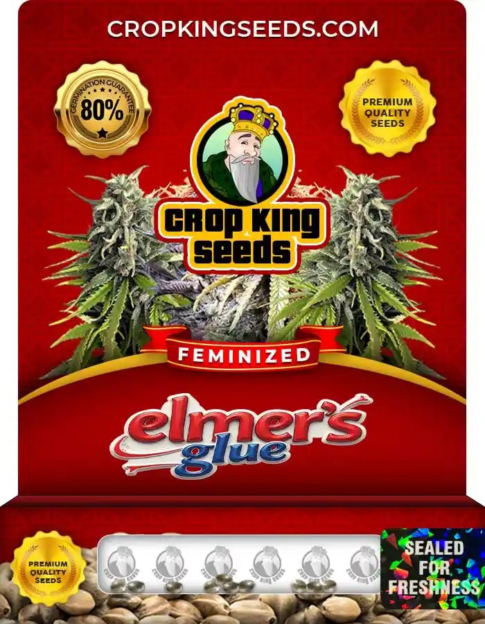 Elmer’s Glue Strain Feminized Marijuana Seeds