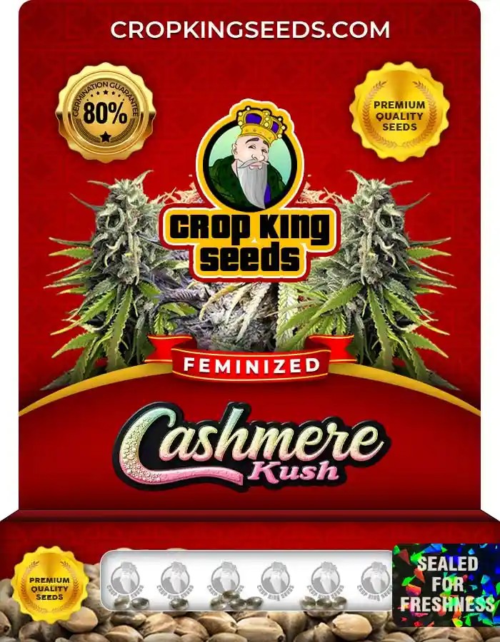 Cashmere Kush Feminized Marijuana Seeds