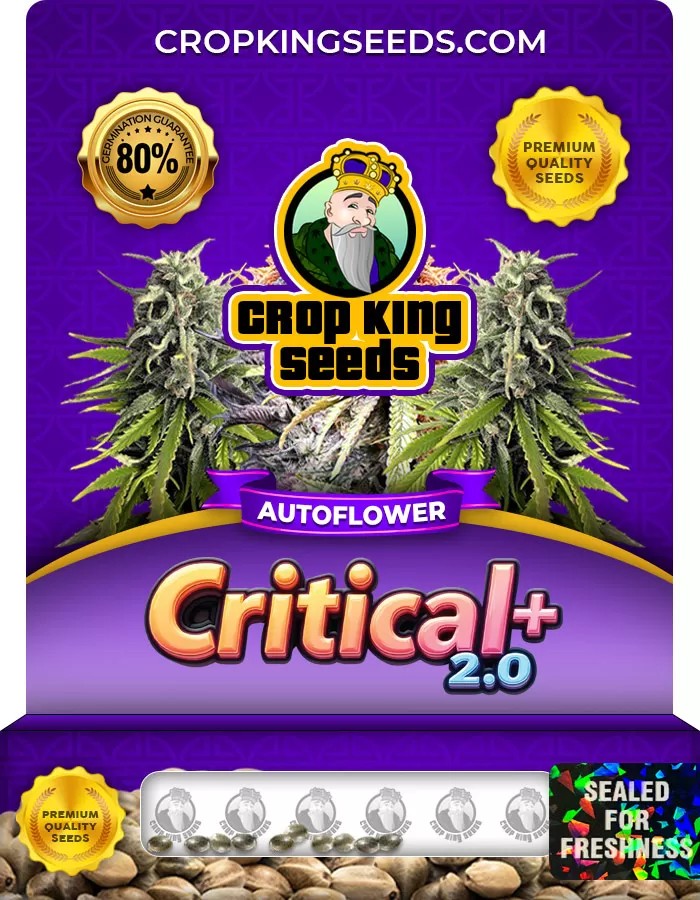 Critical + 2.0 Autoflower Marijuana Seeds